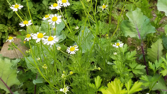 Apigenin: From the Garden to Your Cells