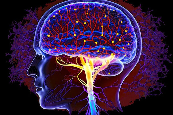 Unlocking Brain Health: How Pinealon Could Boost Your Longevity
