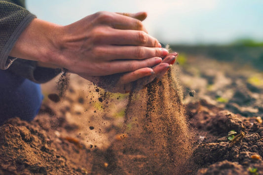What are Spore-Based Probiotics? Let’s Dive in!